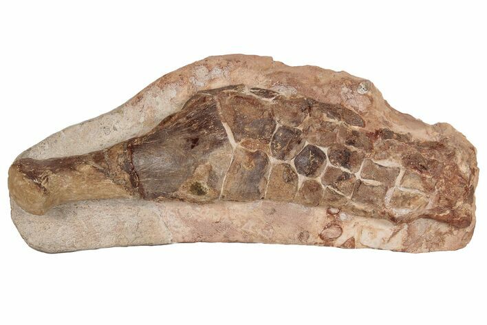 Fossil Plesiosaur Paddle - Asfla, Morocco #199979